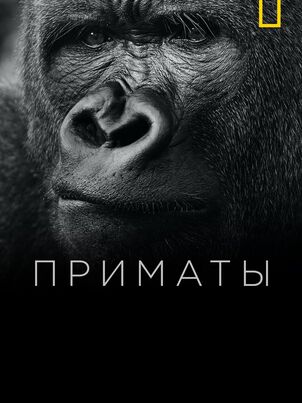 Приматы