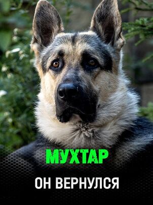 Мухтар. Он вернулся